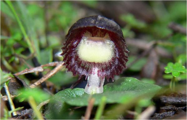 Corysanthes diemenicus - Stately Helmet Orchid.jpg